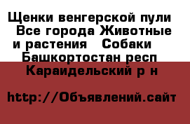 Щенки венгерской пули - Все города Животные и растения » Собаки   . Башкортостан респ.,Караидельский р-н